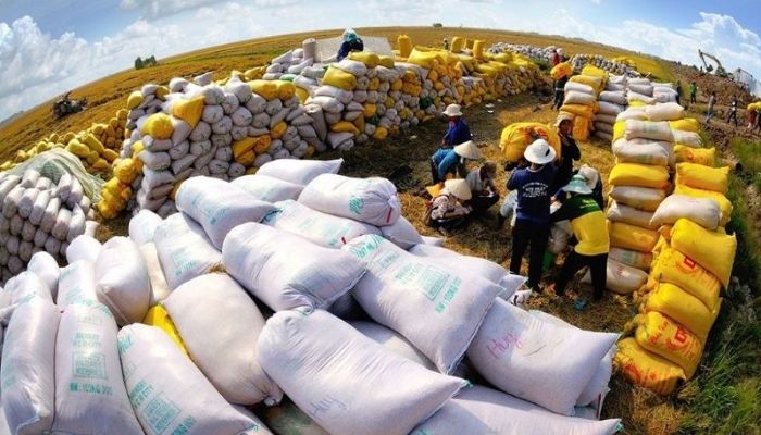 Tiềm năng của ngành xuất khẩu gạo tại Việt Nam