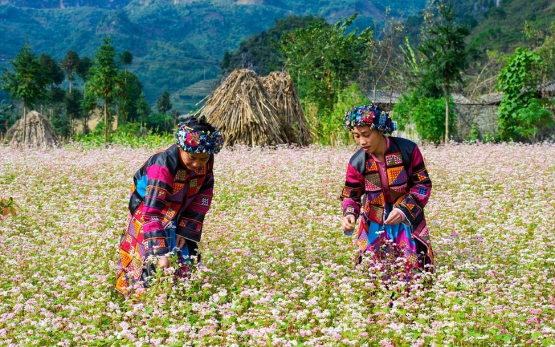Du lịch Hà Giang tháng 11 có gì hấp dẫn